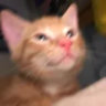 tombricks