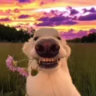 Matched profile picture