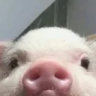 Selected profile picture