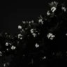 withdaisy.