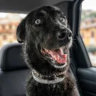 perrospaqui