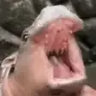 prans