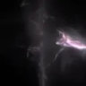 sharkdolphin258