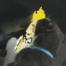 gigglemyblorp