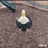 .dev_lucas