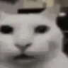 cataadv