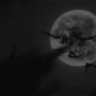 ┈﹒✩﹒ 🦇﹒﹒ ꜱᴀɴɢᴜɪꜱ ᴇᴛ ᴜᴍʙʀᴀᴇ
