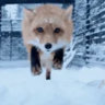 Обитель Пушистуса