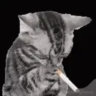 xxcatface