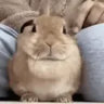musicalbnnuy