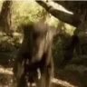 theminotaurdad