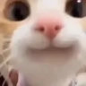 spotlesspanda43