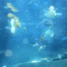 WOO Fish ( OSC + HANGOUT )