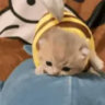 raconmeow