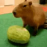 capybarnia4life