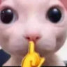 Selected profile picture