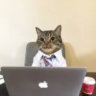 catkki