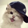 unknown_8291