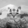 catgravitii