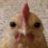 hellosquirt