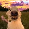 Selected profile picture