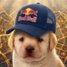 tobygongorito