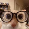 youcute.