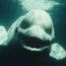 whaledebeluga