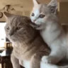 Matched profile picture
