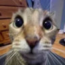 robertlick_