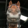 cheesylady