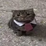 mfwheats