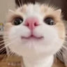 COPIUMEOW