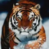 Selected profile picture