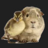 Selected profile picture