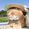 aman_and_cats