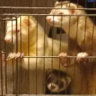 ferretphoenix