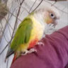 Profile picture