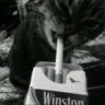 _cat_king_