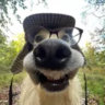 Matched profile picture