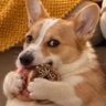 captain_wardog