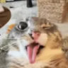 mstrsvin