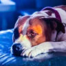 doggiedaboy