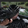 molodoy
