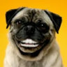 Matched profile picture