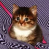 Matched profile picture