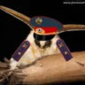 navernoekrutoida