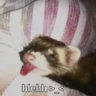 sylvemooniet