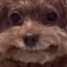 pixiesdirt