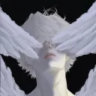 the_starcle